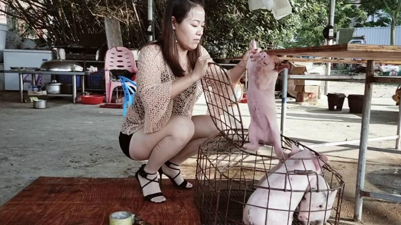 美女宰杀两小猪._腾讯视频