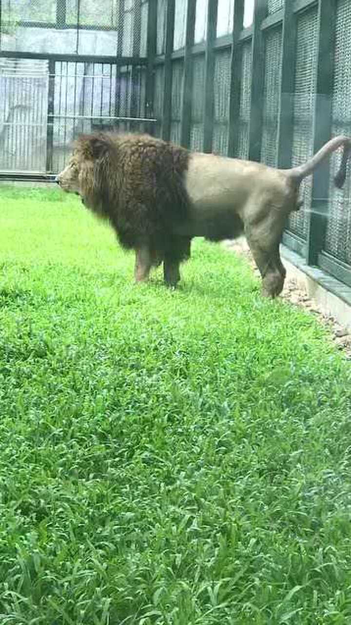 跟有些人一样体型巨大健硕的公狮子与他的尿尿方式不搭调