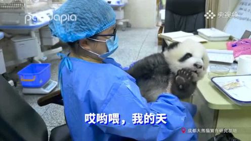 原来熊猫宝宝和饲养员是这样“吵架”的