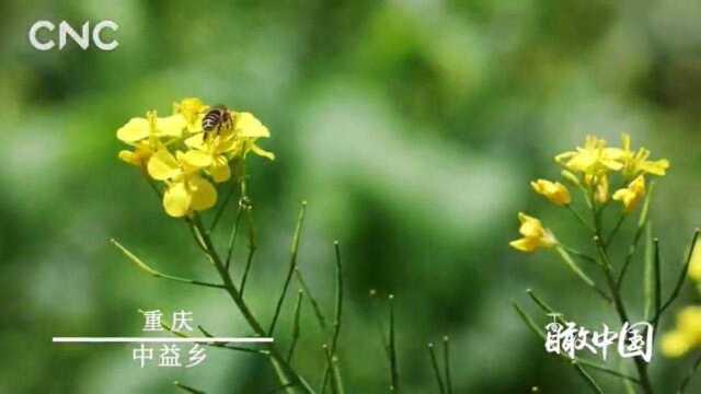 CNC瞰中国石柱土家族自治县中益乡