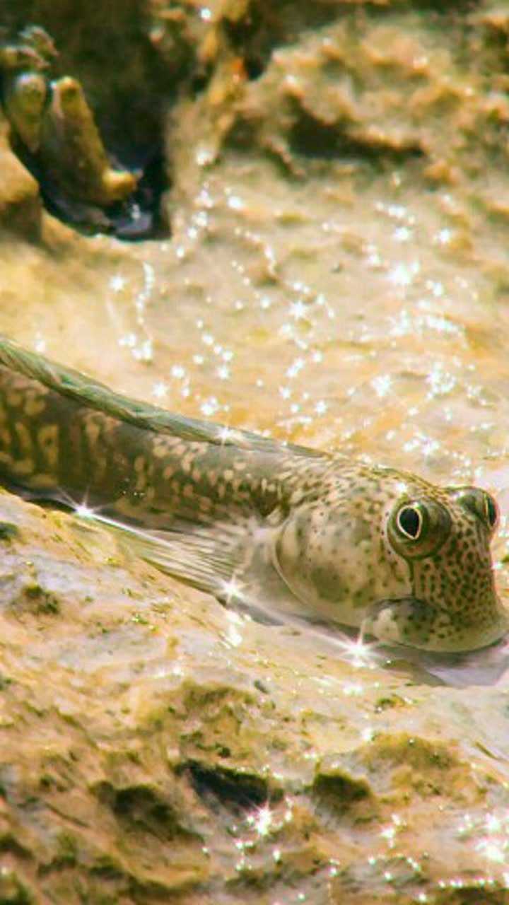 看起来非常可爱的跳跳鱼好想养几只啊