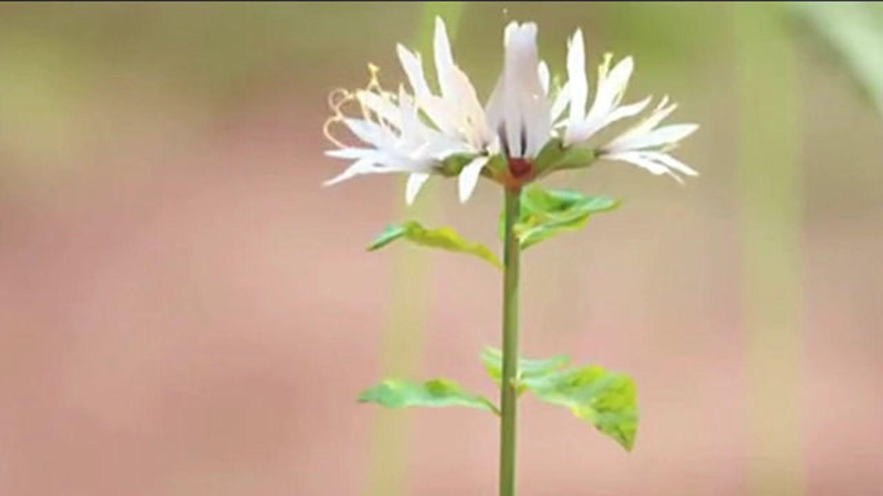 原来一年只开一次离人花,也叫彼岸花