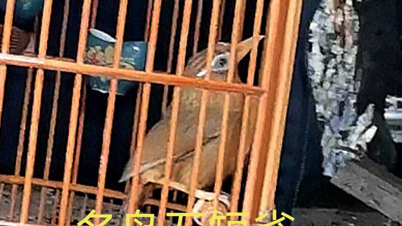 名鸟五短雀画眉介绍不要偏见了看到心动拥有一只五短足矣