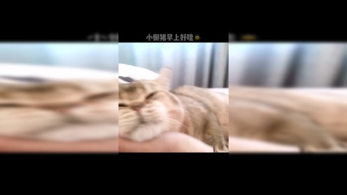 猫是一种很奇怪的动物，无论你有没有钱，帅不帅，它都一样看不起你