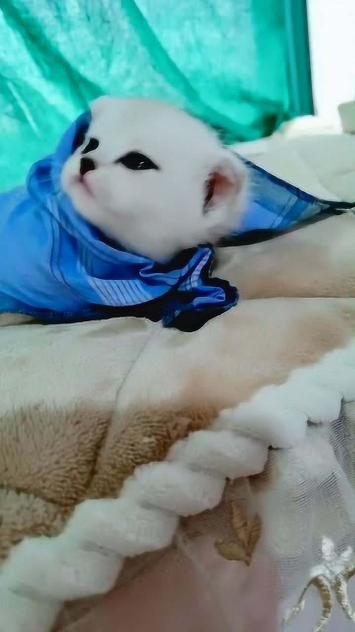 表情模仿大挑战奶猫也来挑战