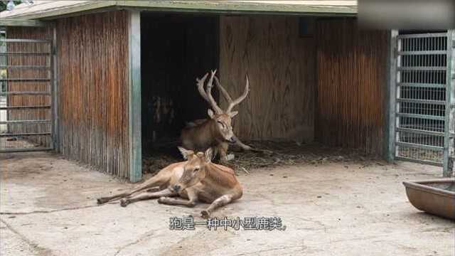 东北神兽“傻狍子”!简称小麋鹿!