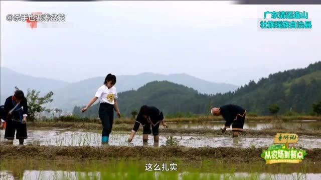 广东清远连山壮族瑶族自治县是这样发展有机农田种植籼米的