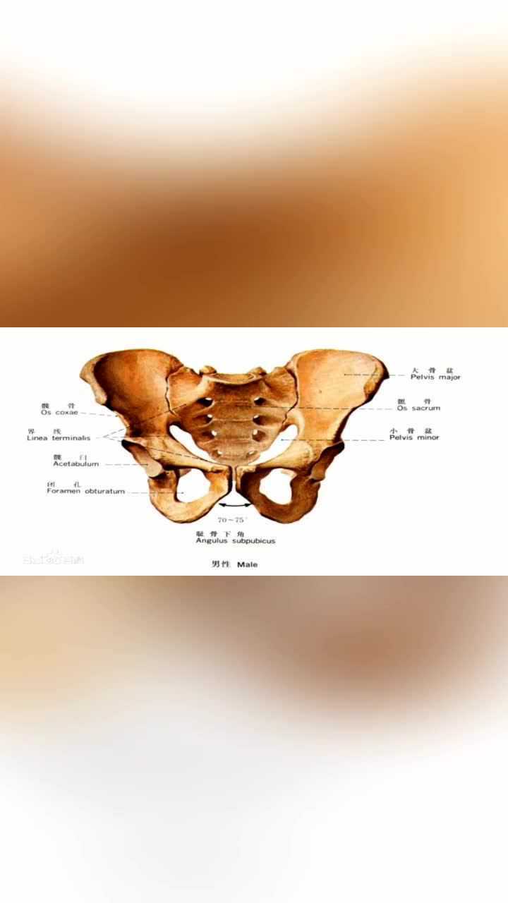 中医健康养生之髂嵴部位的触诊简介