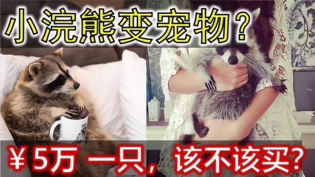 小浣熊成家养宠物?品相好的卖5万! 你敢养吗?