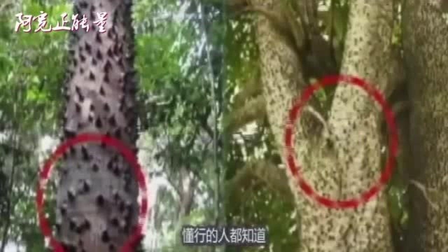 床尾凳在古代为什么“春凳”,看完终于懂了,原因让人脸红