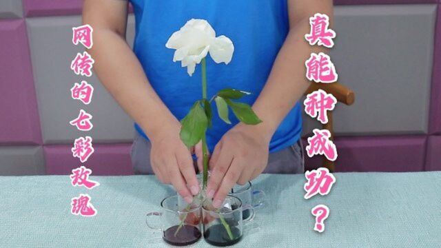 小伙花5块钱尝试制作七彩玫瑰,全部按照步骤做,能成功嘛?