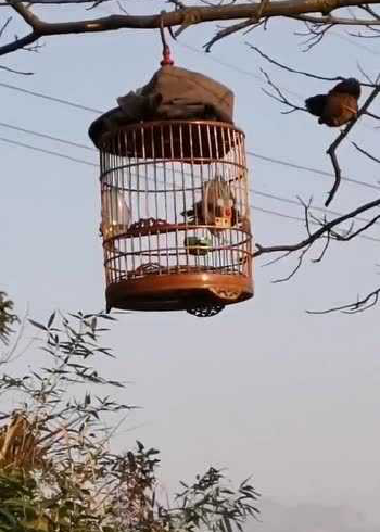 笼子里羡慕自由,笼子外羡慕安稳,两只鸟反应的现状你品