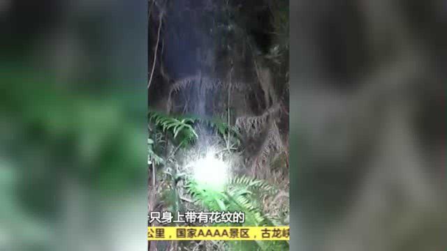 佛山:云勇林场惊现野生豹猫 街坊拍下罕见身影