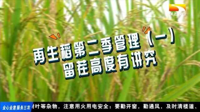 第二季再生稻夺高产,管理有妙招