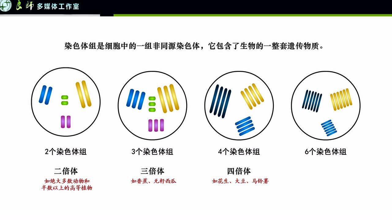 二倍体細胞と一倍体細胞