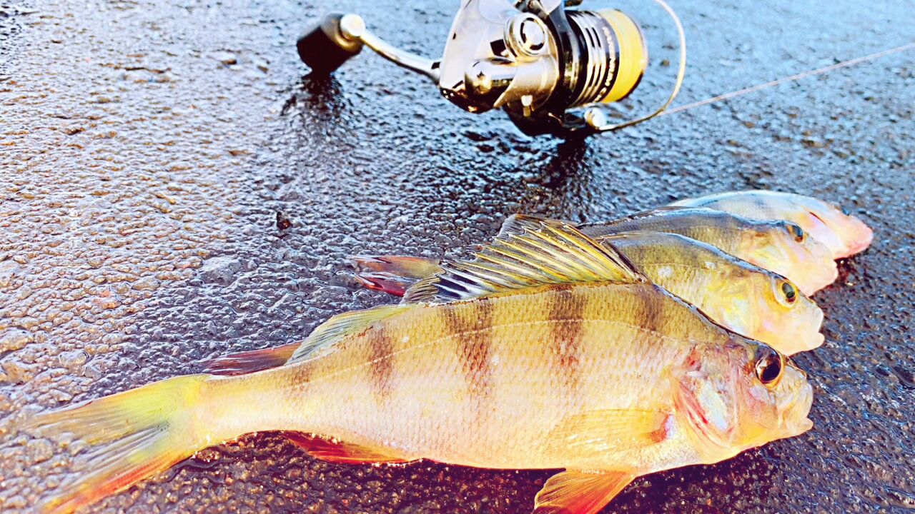 纺车轮精细钓法与反应饵对接路亚钓鱼五道黑鲈鱼全过程