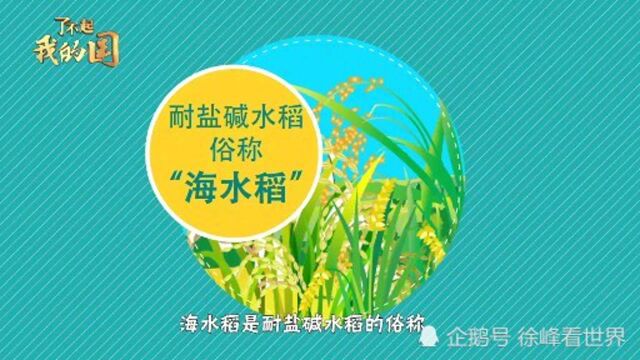 【了不起我的国】国产海水稻科研取得成果