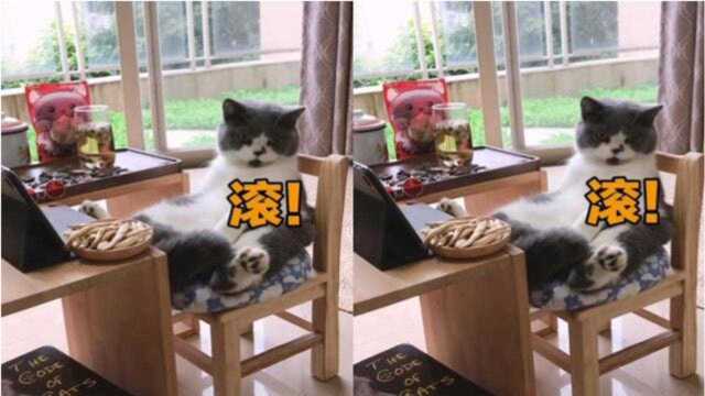 成精以后的猫咪到底有多可怕?竟然行为和表情都可以非常丰富!