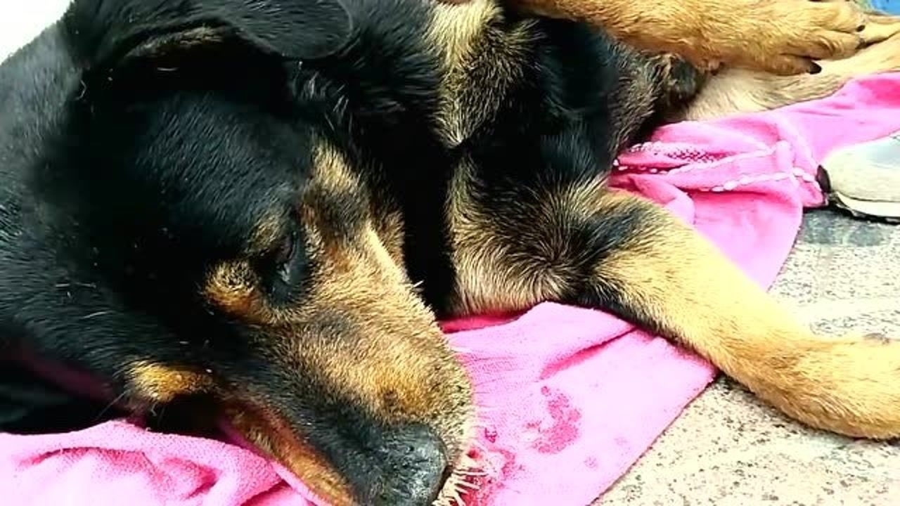 狗咬了一只刺猬,满嘴都是刺