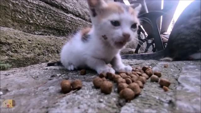 一只护食性很强的小流浪猫,它面前的食物谁都不能碰,真霸道