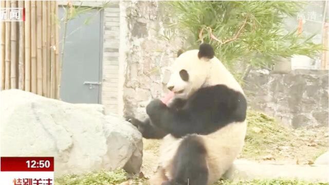 海归大熊猫“暖暖”家乡首秀引人注目