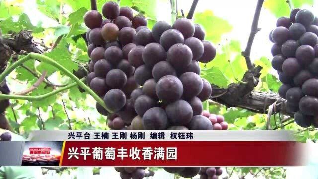 咸阳:鲜果上市走俏市场