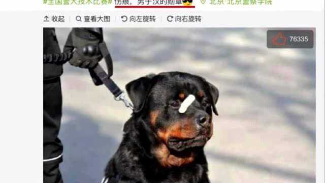 “又萌又刚”!萌翻网友的警犬巴法罗,曾是演艺圈实力派