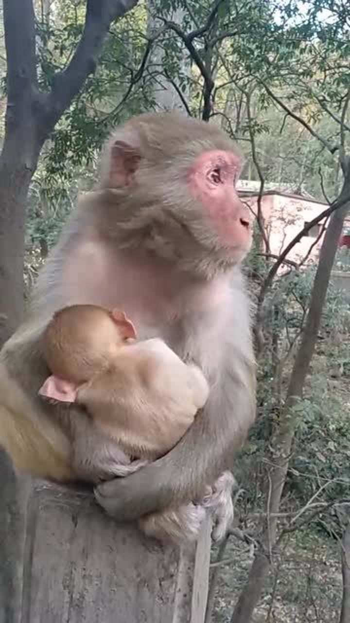 猴妈妈紧紧抱着自己的猴孩子难道是宝宝生病了吗好心疼