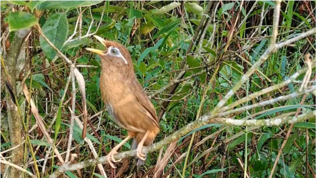 画眉鸟户外鸣唱,母画眉鸟听了赶忙回应,太好听了