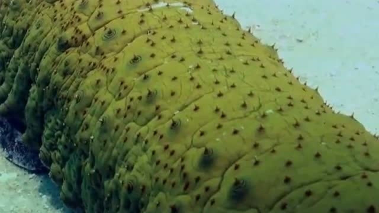 虽然俗称海黄瓜但它们实际上是动物