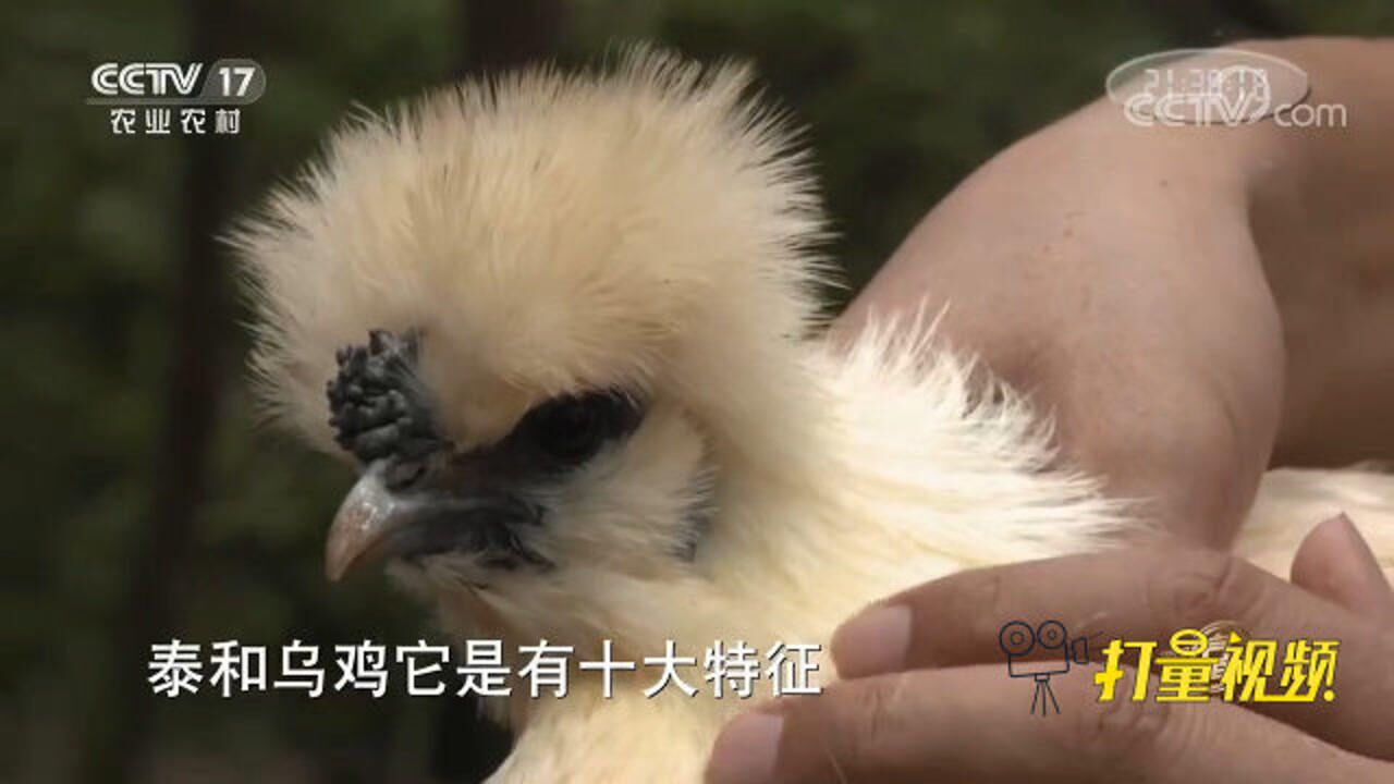 泰和乌鸡已有两千多年的历史,是营养药用价值最高的乌鸡_高清1080P在线观看平台_腾讯视频