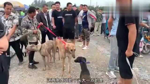 闲逛狗市,满大街都是这种猎犬,恐怕只有我们当地有,你认识吗