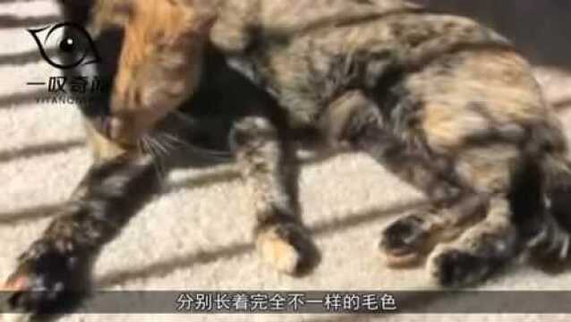 猫咪长了“阴阳脸”,迷信主人直接遗弃,如今却美如天仙