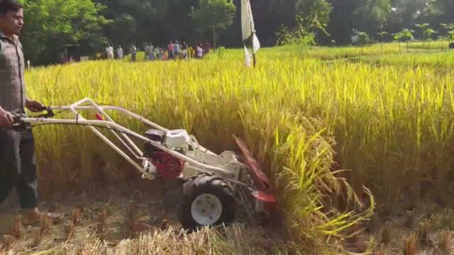 18岁大学生发明小型水稻收割机,一天能收割10亩地,800元造一台