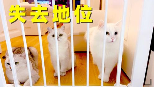 养猫五年第一次养狗，猫咪逐渐被遗忘，狗儿子地位上升