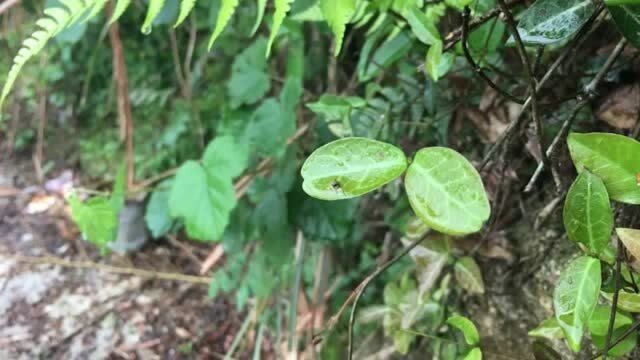 武汉周边游何必人挤人,湖北蕲春大别山余脉人少景好