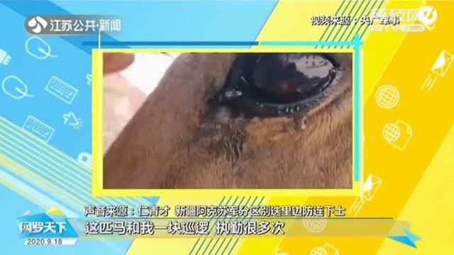 “无言”战友无声落泪!相伴多年饲养员退伍 军马当场流泪