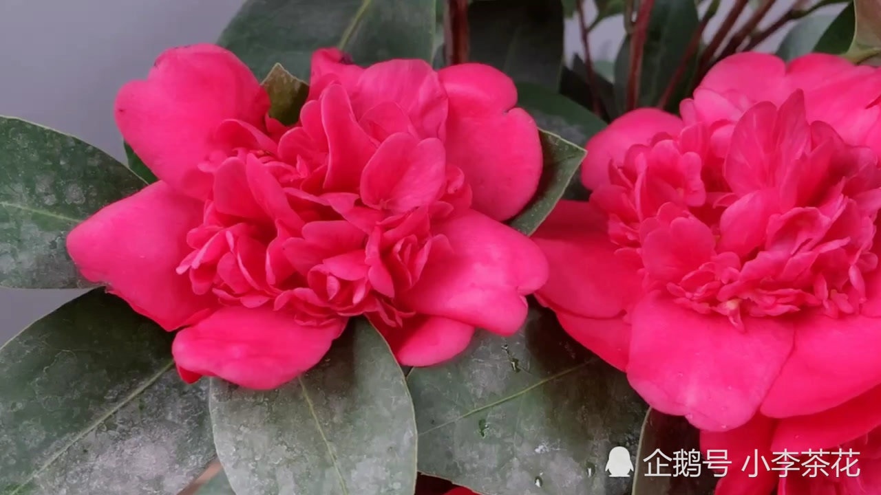 四季茶花,怀金托紫,开品鉴赏!