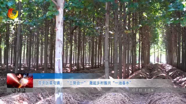 茌平区菜屯镇: “三势合一” 激起乡村振兴“一池春水”