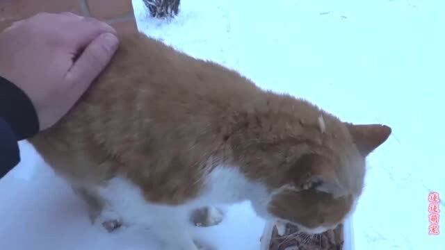 下雪后的流浪猫的生活艰苦,为流浪猫送去食物,给它一些温暖