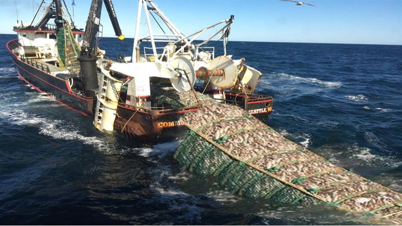 惊人!超级大网捕鱼,在现代船只上捕捉和加工成百上千吨的鱼