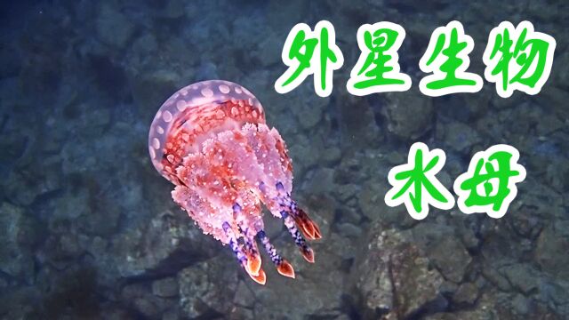 海底的奇特水母,看起来像外星生物!