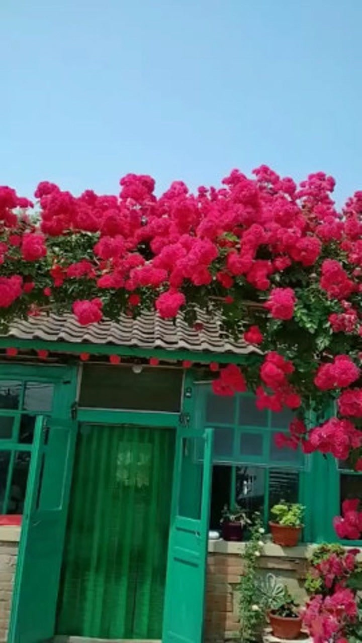 爬藤月季红萝莎莉