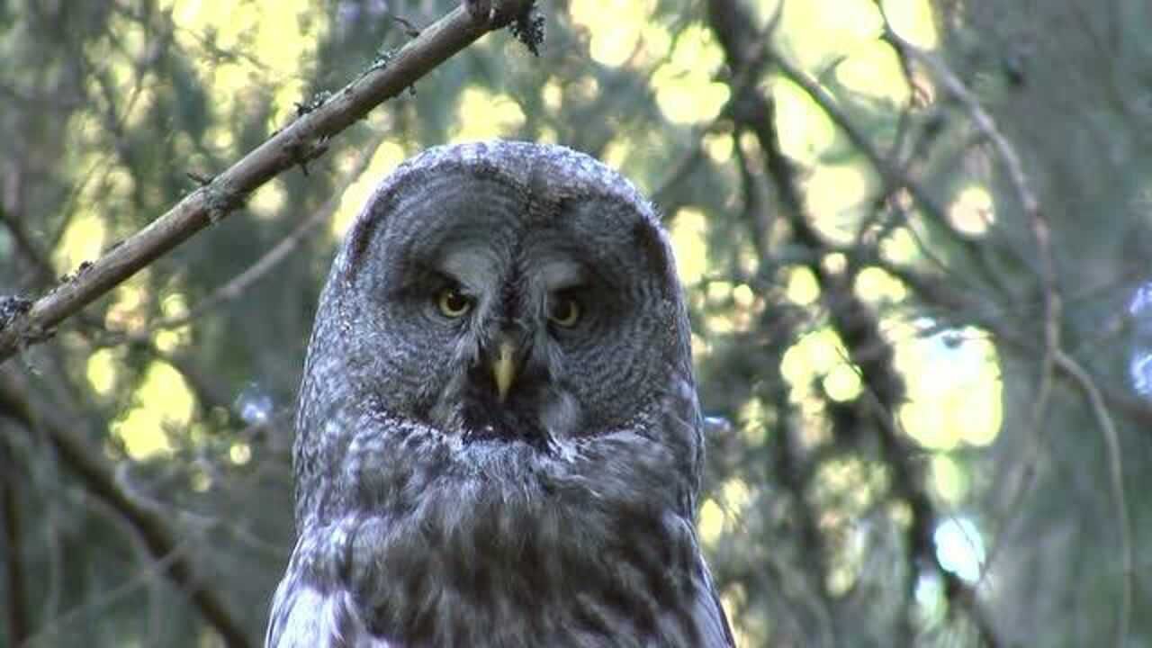 大灰猫头鹰的叫声,有点沉闷