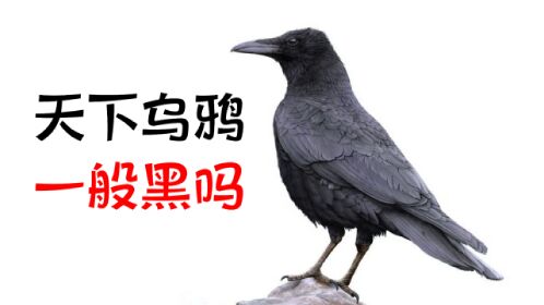 天下乌鸦真的"一般黑"吗?