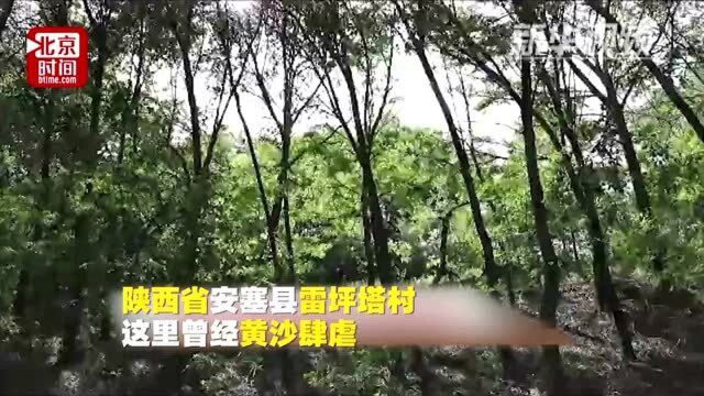 67岁“树痴”张莲莲,37年扎根山沟种树二十万棵