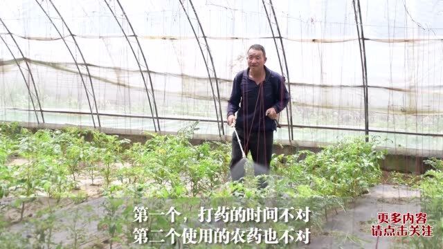 15年植保专家透露防治蓟马的3大绝招,分享给大家,赶紧收藏