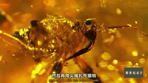 昆虫琥珀用永恒的定格瞬间讲述着不同的故事！大自然神奇力量的剪影！