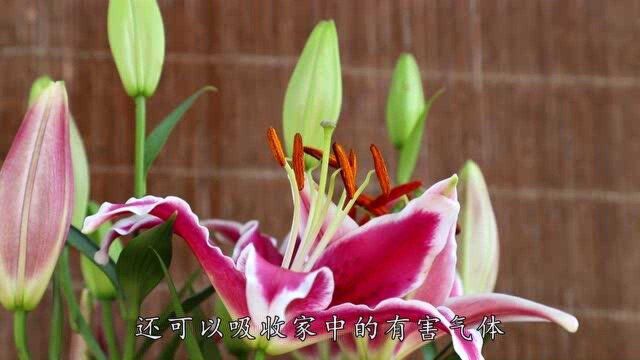 自制黄豆水花肥,是各种花卉的福音,45天腐熟,浇花营养高