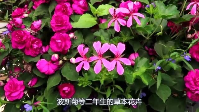 花的种类和习性搞不明白,难怪把花养死,学会以后啥花也不怕了